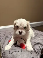 Milo, a male Shih Tzu for sale in Staten Island, NY – 4 of 6
