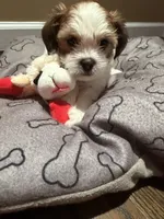 Rocky, a male Shih Tzu for sale in Staten Island, NY – 3 of 3