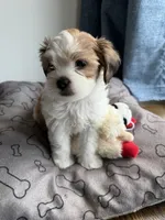 Teddy, a male Shih Tzu for sale in Staten Island, NY – 5 of 5