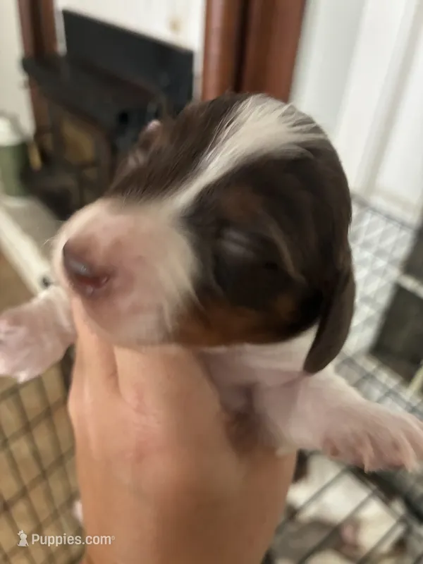 Pep – Miniature Dachshund puppy for sale in Prentiss, MS