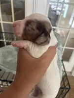 Spot, a male Miniature Dachshund for sale in Prentiss, MS – 3 of 3