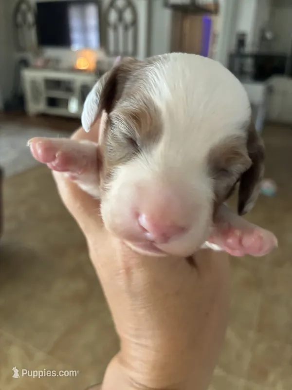 Spot – Miniature Dachshund puppy for sale in Prentiss, MS