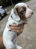 Spot, a male Miniature Dachshund for sale in Prentiss, MS – 6 of 7