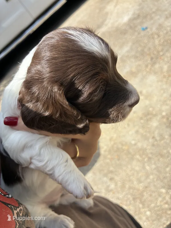 Marble  – Miniature Dachshund puppy for sale in Prentiss, MS
