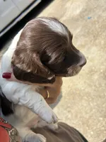 Marble , a male Miniature Dachshund for sale in Prentiss, MS – 1 of 5