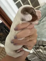 Spot, a male Miniature Dachshund for sale in Prentiss, MS – 2 of 3