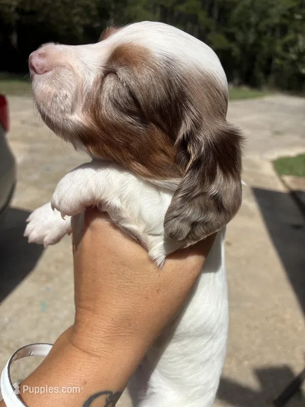 Spot – Miniature Dachshund puppy for sale in Prentiss, MS