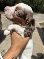 Spot, a male Miniature Dachshund for sale in Prentiss, MS – 1 of 7