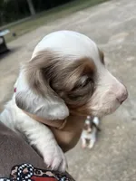 Spot, a male Miniature Dachshund for sale in Prentiss, MS – 7 of 7