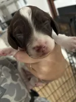 Marble , a male Miniature Dachshund for sale in Prentiss, MS – 2 of 2