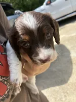 Marble , a male Miniature Dachshund for sale in Prentiss, MS – 4 of 5