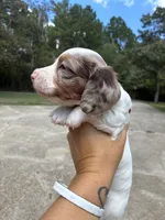 Spot, a male Miniature Dachshund for sale in Prentiss, MS – 5 of 7