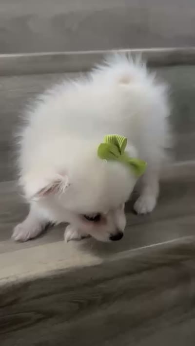 Snow white, a female Pomeranian for sale in Fontana, CA – 3 of 3