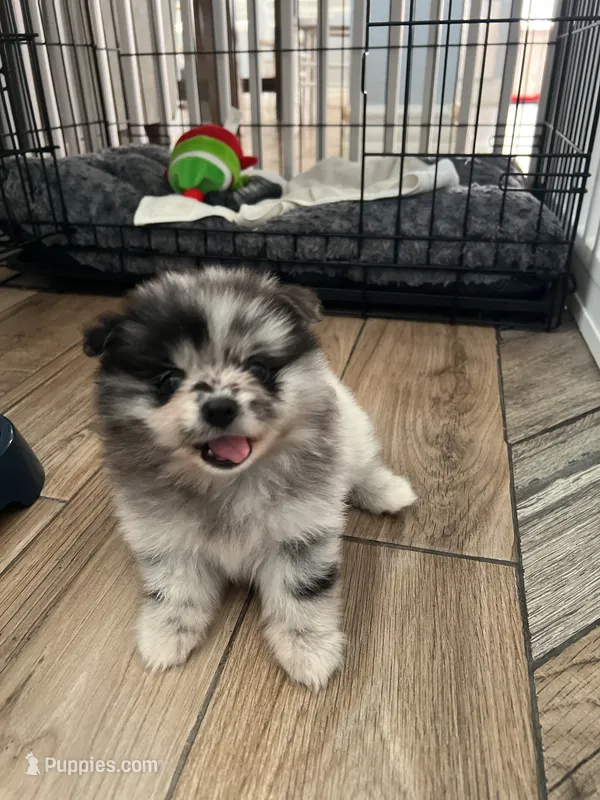 Luna  – Pomeranian puppy for sale in Fontana, CA