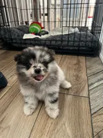 Luna , a female Pomeranian for sale in Fontana, CA – 1 of 4