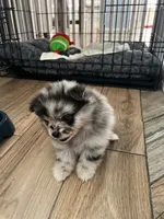 Luna , a female Pomeranian for sale in Fontana, CA – 3 of 4
