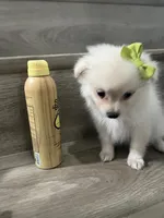 Snow white, a female Pomeranian for sale in Fontana, CA – 2 of 3