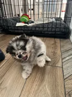 Luna , a female Pomeranian for sale in Fontana, CA – 2 of 4