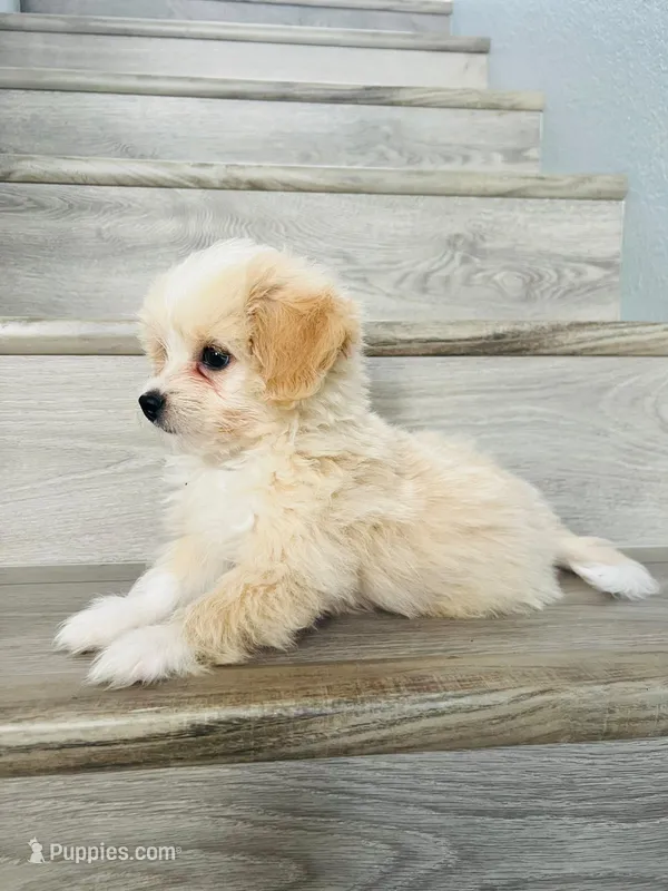 Milo  – Maltipoo puppy for sale in Fontana, CA
