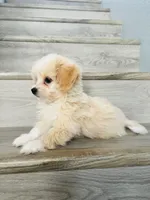 Milo , a male Maltipoo for sale in Fontana, CA – 1 of 3
