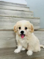 Milo , a male Maltipoo for sale in Fontana, CA – 3 of 3