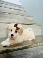 Milo , a male Maltipoo for sale in Fontana, CA – 2 of 3