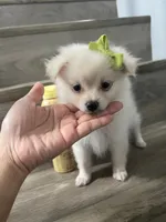 Snow white, a female Pomeranian for sale in Fontana, CA – 1 of 3