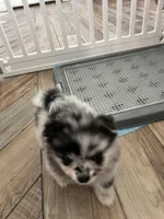 Luna , a female Pomeranian for sale in Fontana, CA – 4 of 4