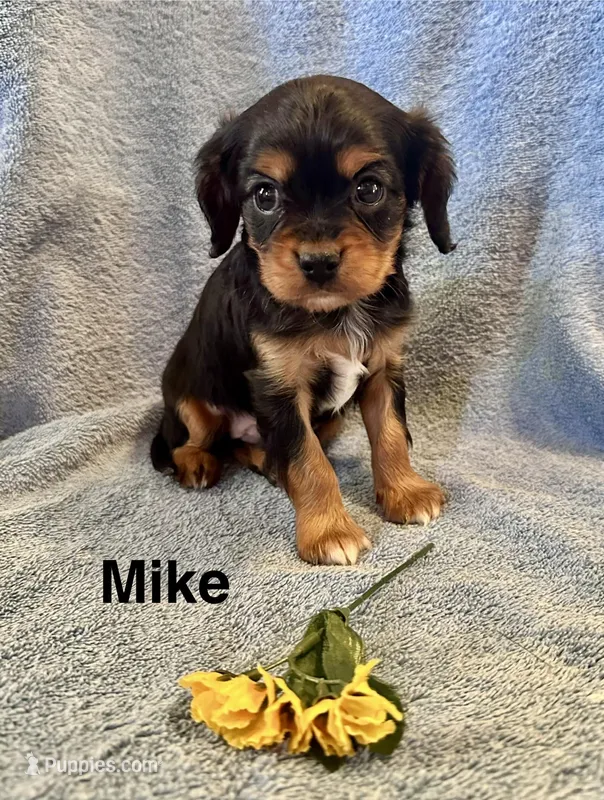 Mike – Cavalier King Charles Spaniel puppy for sale in Mercersburg, PA