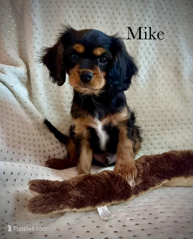 Mike – Cavalier King Charles Spaniel puppy for sale in Mercersburg, PA