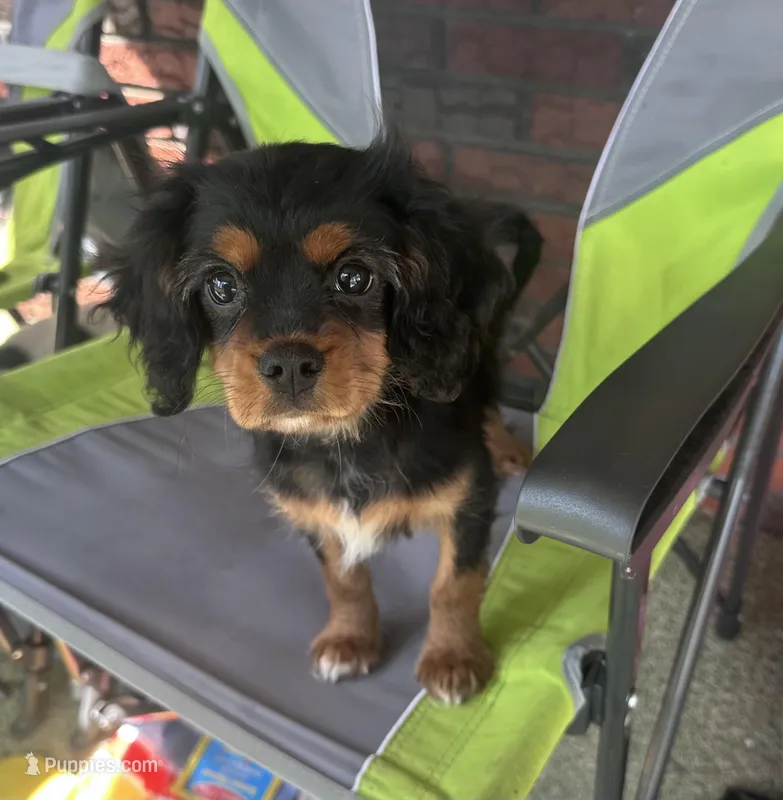Mike – Cavalier King Charles Spaniel puppy for sale in Mercersburg, PA