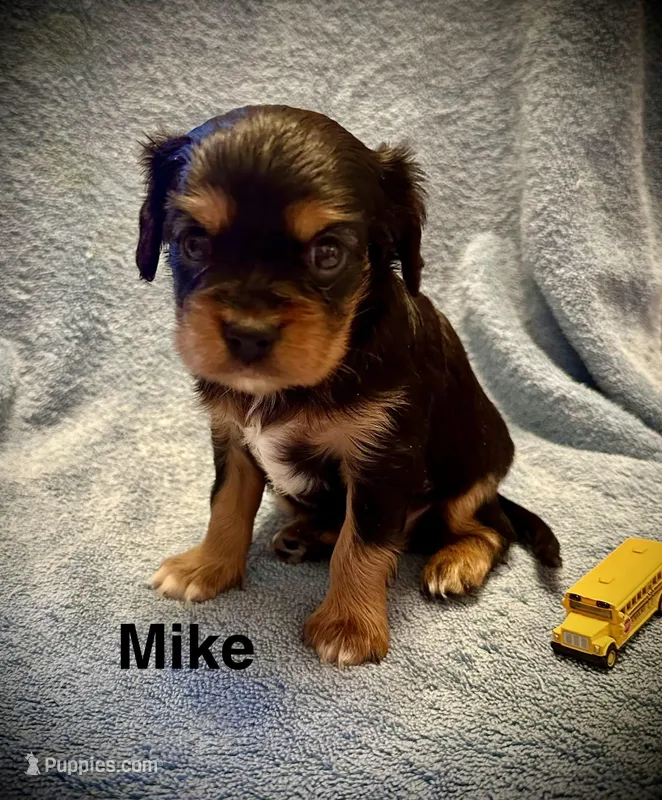 Mike – Cavalier King Charles Spaniel puppy for sale in Mercersburg, PA