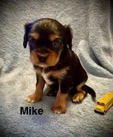 Mike, a male Cavalier King Charles Spaniel for sale in Mercersburg, PA – Photo 2 of 2