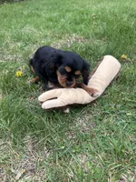 Mike, a male Cavalier King Charles Spaniel for sale in Mercersburg, PA – Photo 2 of 4