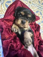 Bennet, a male Cavalier King Charles Spaniel for sale in Mercersburg, PA – Photo 2 of 2