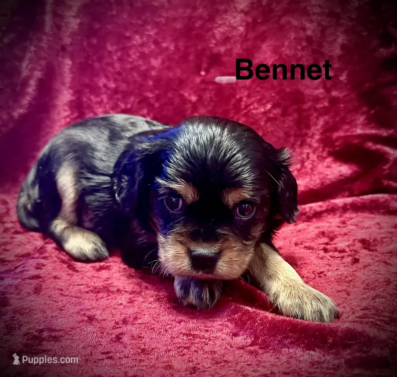 Bennet – Cavalier King Charles Spaniel puppy for sale in Mercersburg, PA