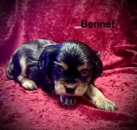 Bennet, a male Cavalier King Charles Spaniel for sale in Mercersburg, PA – Photo 1 of 2