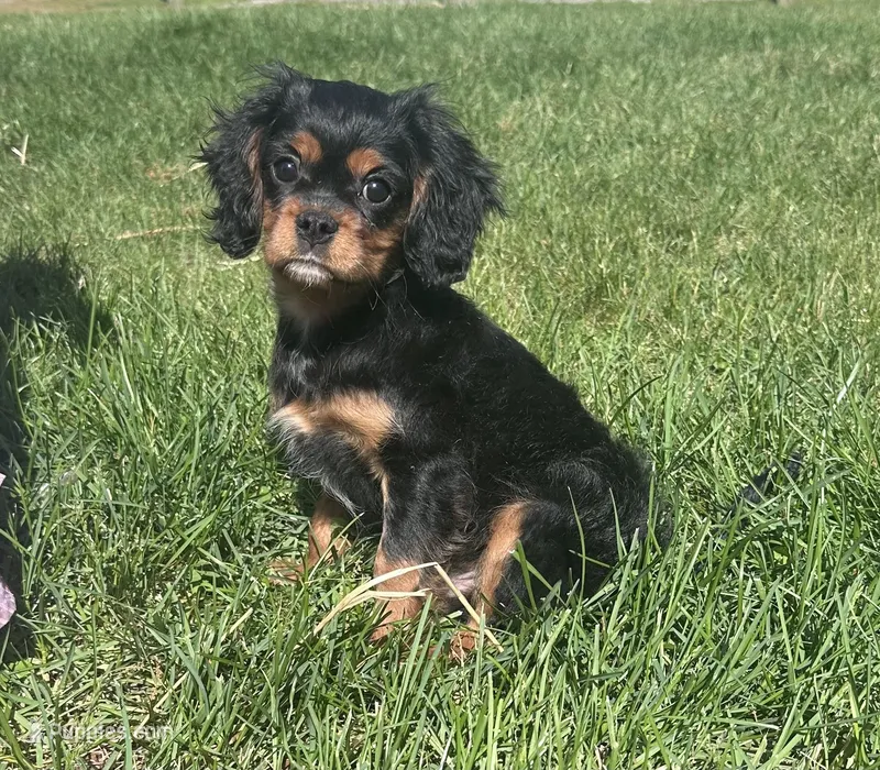 Bennet – Cavalier King Charles Spaniel puppy for sale in Mercersburg, PA