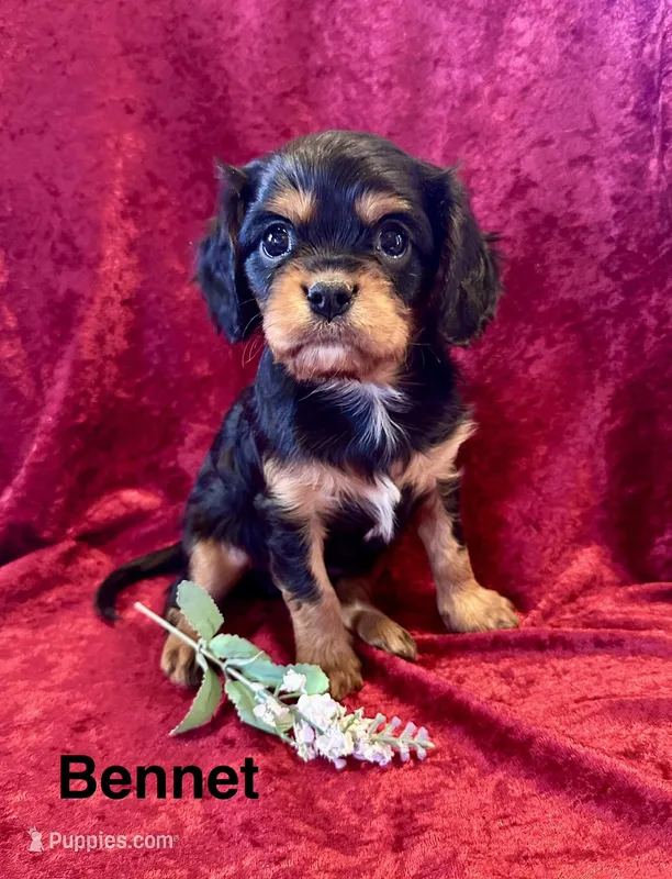 Bennet – Cavalier King Charles Spaniel puppy for sale in Mercersburg, PA