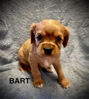 BART , a male Cavalier King Charles Spaniel for sale in Mercersburg, PA – Photo 3 of 3