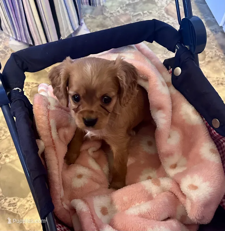 BART  – Cavalier King Charles Spaniel puppy for sale in Mercersburg, PA