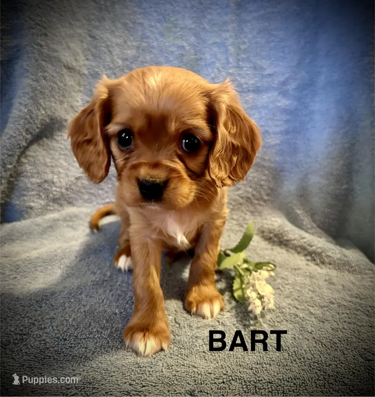 BART  – Cavalier King Charles Spaniel puppy for sale in Mercersburg, PA