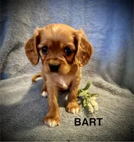 BART , a male Cavalier King Charles Spaniel for sale in Mercersburg, PA – Photo 2 of 3