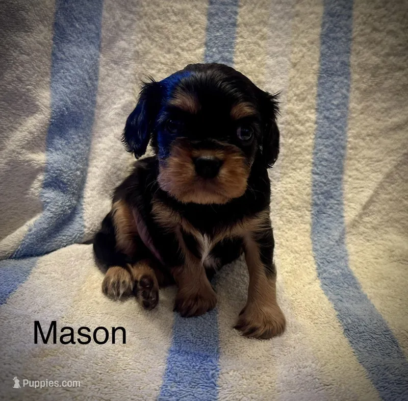Mason – Cavalier King Charles Spaniel puppy for sale in Mercersburg, PA