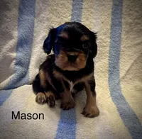 Mason, a male Cavalier King Charles Spaniel for sale in Mercersburg, PA – Photo 3 of 3