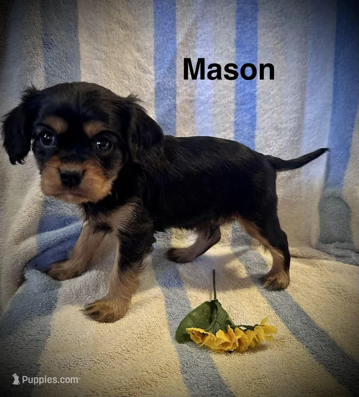 Mason – Cavalier King Charles Spaniel puppy for sale in Mercersburg, PA