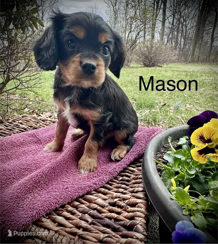 Mason – Cavalier King Charles Spaniel puppy for sale in Mercersburg, PA