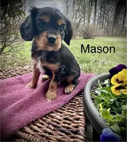 Mason, a male Cavalier King Charles Spaniel for sale in Mercersburg, PA – Photo 1 of 3
