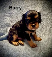 Barry, a male Cavalier King Charles Spaniel for sale in Mercersburg, PA – Photo 3 of 3