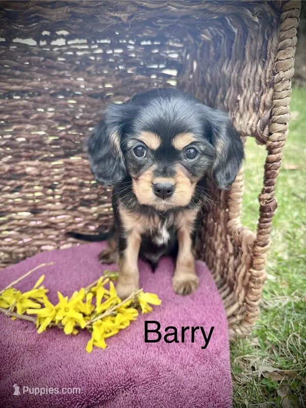 Barry – Cavalier King Charles Spaniel puppy for sale in Mercersburg, PA